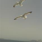 Number One Bar Pizzeria